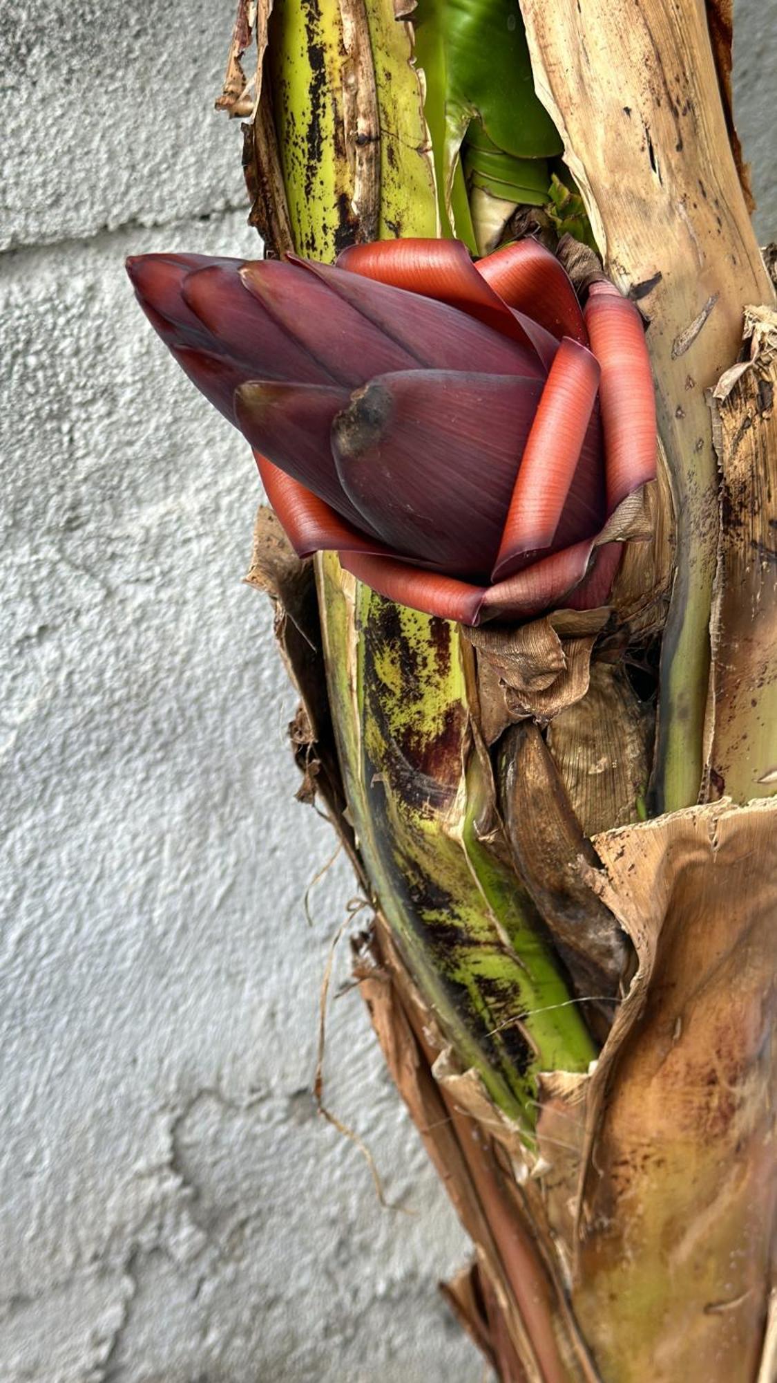 Frühstückspension Giardino Della Giganza CTA